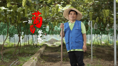 一颗葡萄,一个梦想