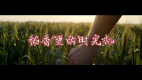稻田里的时光机